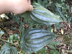 Stemona tuberosa