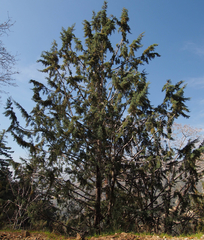 Cupressus glabra