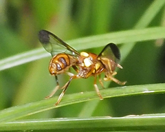 Bactrocera hochii