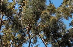 Cupressus glabra
