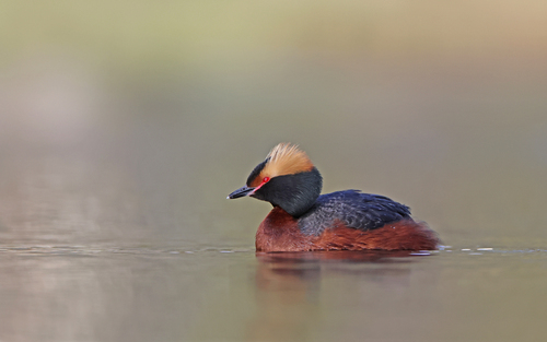 Zampullín cuellirrojo (Podiceps auritus)