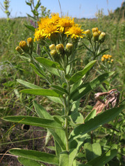 Pentanema germanicum