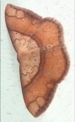 Pylargosceles steganioides