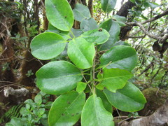 Ilex anomala