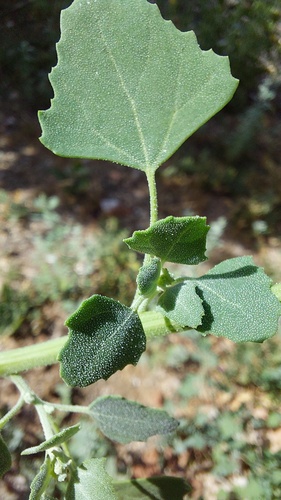 Chenopodium album image