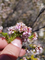 Erica verecunda