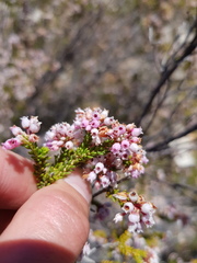 Erica verecunda