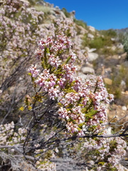 Erica verecunda