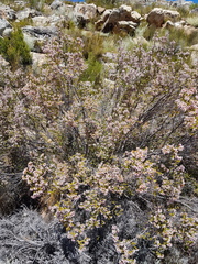 Erica verecunda