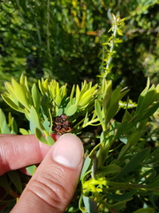 Leucadendron glaberrimum glaberrimum