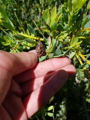 Leucadendron glaberrimum glaberrimum