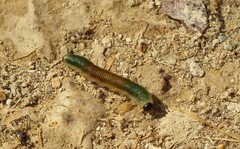 Strongylogaster mixta