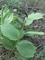 Cypripedium