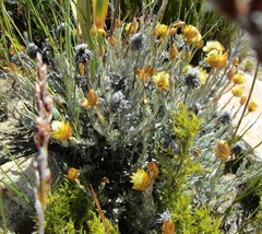 Syncarpha ferruginea