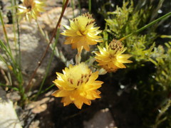 Syncarpha ferruginea