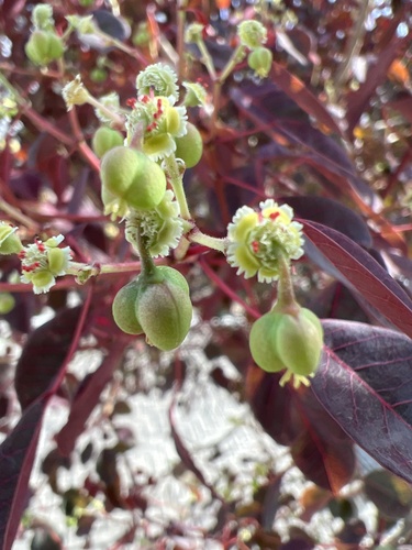 Mexican shrubby spurge