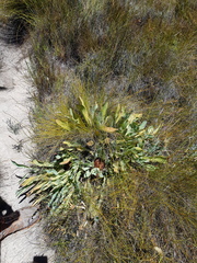 Protea laevis