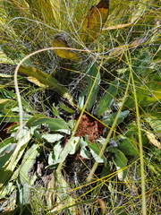 Protea laevis
