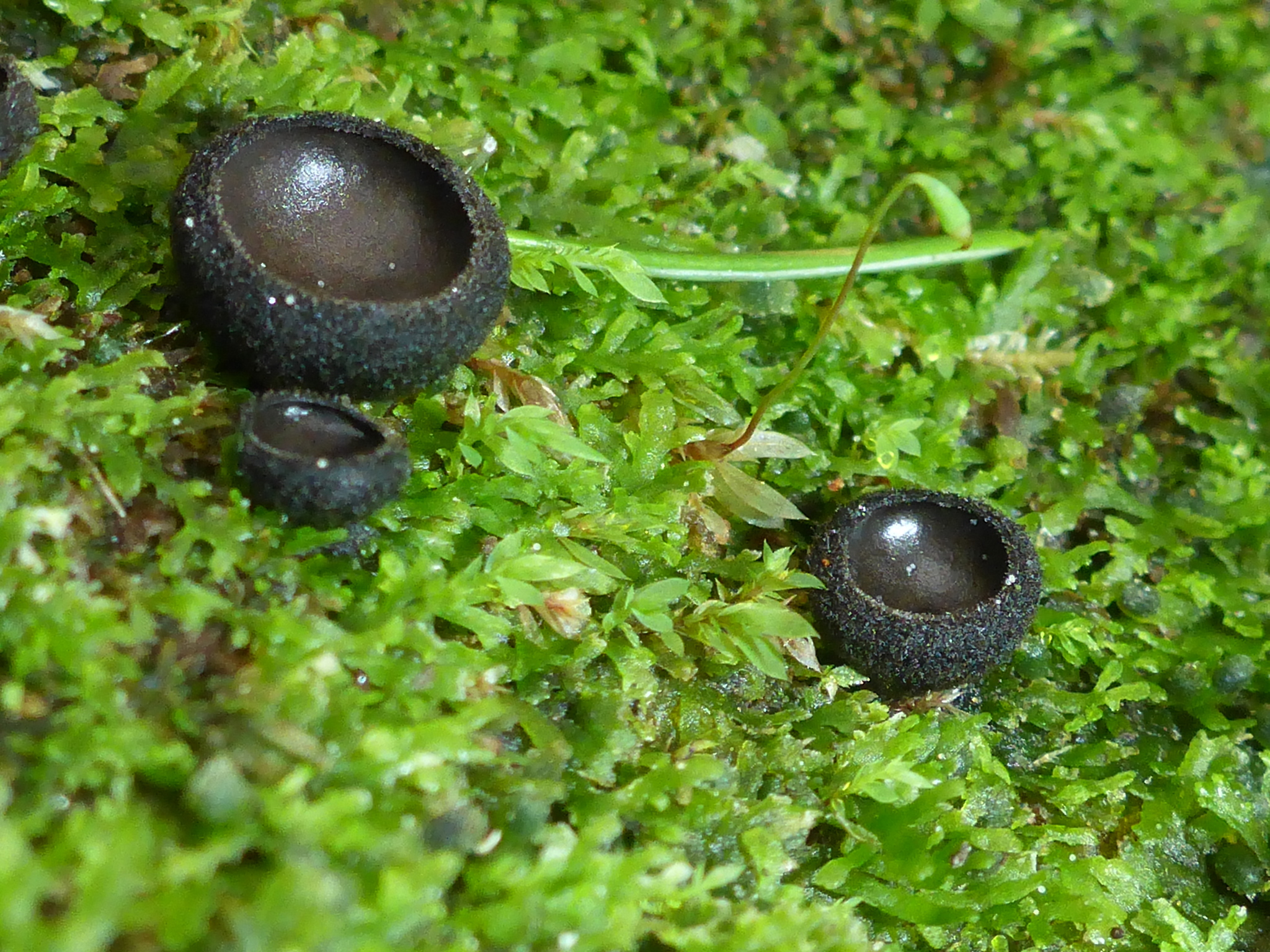 Pseudoplectania nigrella image