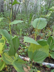 Cypripedium