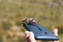 Hetrodes pupus