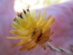 Syncarpha ferruginea