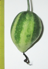 Trochomeria macrocarpa