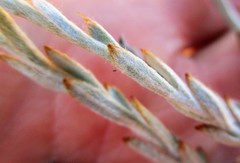 Syncarpha ferruginea