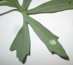 Trochomeria macrocarpa