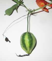 Trochomeria macrocarpa