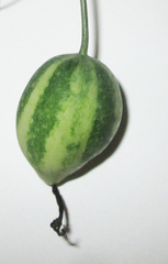 Trochomeria macrocarpa