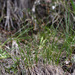 Kobresia filifolia - Photo (c) V.S. Volkotrub, some rights reserved (CC BY-NC), uploaded by V.S. Volkotrub