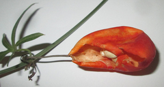 Trochomeria macrocarpa