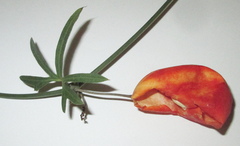 Trochomeria macrocarpa