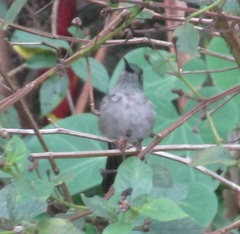 Eupetomena cirrochloris