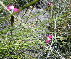 Dianthus bolusii