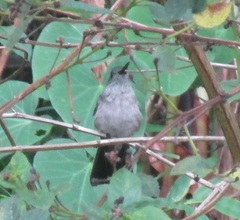 Eupetomena cirrochloris