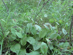 Cypripedium