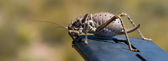 Hetrodes pupus