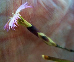 Dianthus bolusii