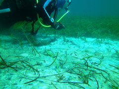 Parequula melbournensis