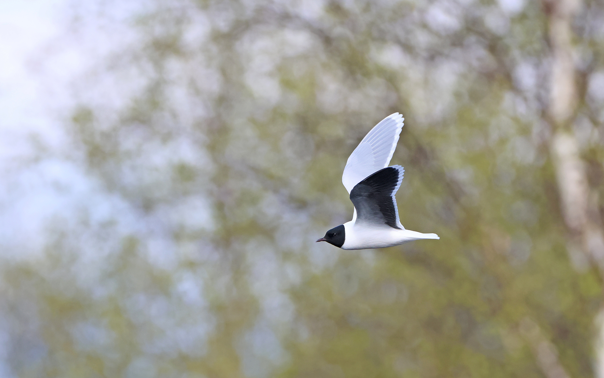 Little Gull