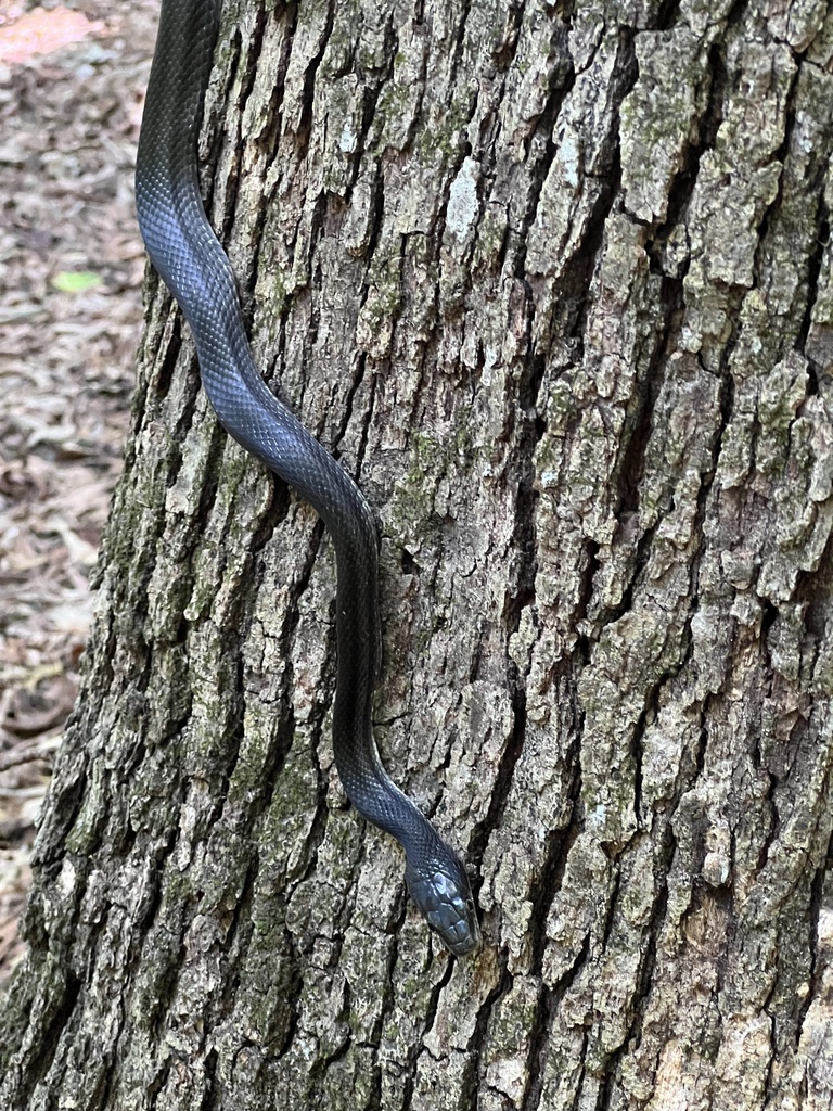 Eastern Ratsnake from Falls Lake - Large 