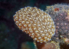 Purple Ascidian photo 5