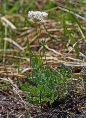 Thalictrum petaloideum