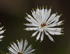 Thalictrum petaloideum