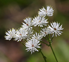 Thalictrum petaloideum