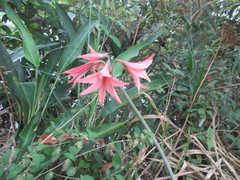 Hippeastrum stylosum