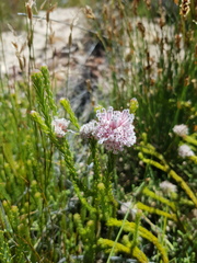 Sorocephalus lanatus