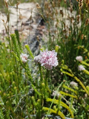 Sorocephalus lanatus